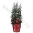 Кипарис Cham.Sn.Glossy Rood Kersttoef SNOW
