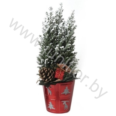 Кипарис Cham.Sn.Glossy Rood Kersttoef SNOW