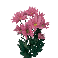 Хризантема Asenka