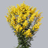 Solidago_Tara.jpg Solidago Tara
