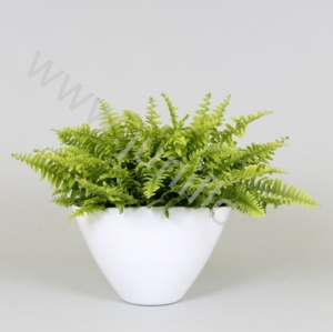 Нефролепис Envelope Nephrolepsis