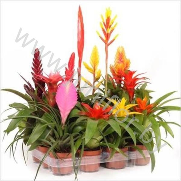 Бромелия Cupcake Mix