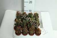 Кактус Cereus Cites Gemengd