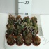 Кактус Cereus Cites Gemengd Кактус Cereus Cites Gemengd