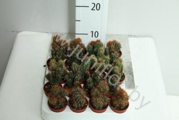 Кактус Cereus Cites Gemengd