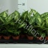 Диффенбахия Dieffenbachia Compacta