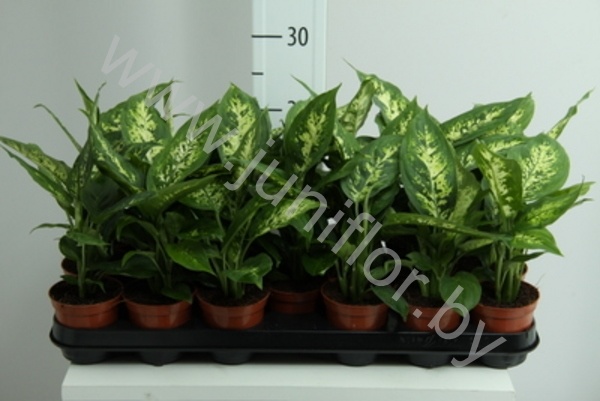 Диффенбахия Dieffenbachia Compacta