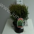 Туя Thuja Little Giant Туя Thuja Little Giant