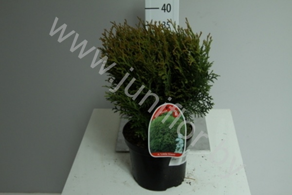 Туя Thuja Little Giant Туя Thuja Little Giant