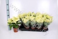 Пуансетия Euphorbia Arctic White