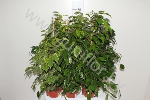 Фикус Ficus Mix