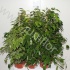 Фикус Ficus Mix