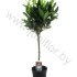 Лавр Laurus Nobilis Bol Op Stam Лавр Laurus Nobilis Bol Op Stam