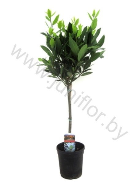 Лавр Laurus Nobilis Bol Op Stam