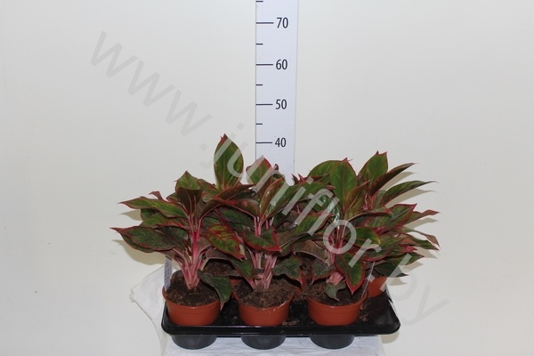 Аглаонема Aglaonema Crete