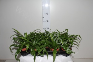 Асплениум Asplenium Antiquum Osaka