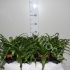 Асплениум Asplenium Antiquum Osaka Асплениум Asplenium Antiquum Osaka