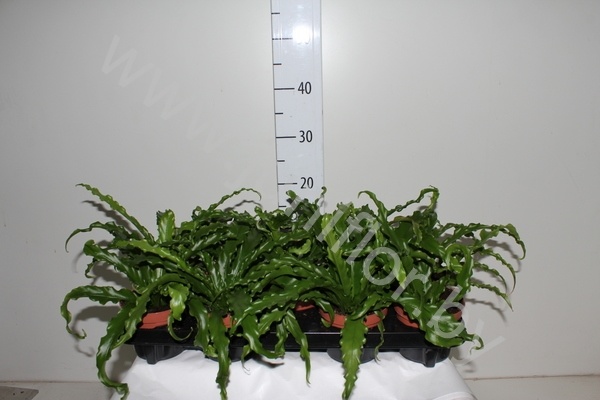Асплениум Asplenium Antiquum Osaka