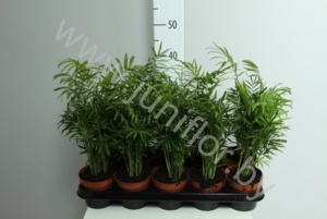 Хамедорея Chamaedorea Elegans