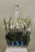Фаленопсис Phal Cambridge 2 tak