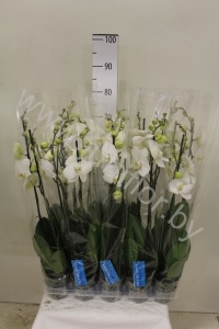 Фаленопсис Phal Cambridge 2 tak