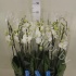 Фаленопсис Phal Cambridge 2 tak Фаленопсис Phal Cambridge 2 tak