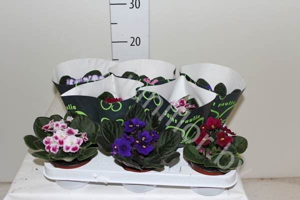 Сенполия Mixed