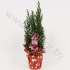 Кипарис Cham.Rondella Sneeuwpop NO SNOW
