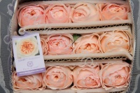 Садовая Роза Дэвида Остина Rose Dav Austin Juliet