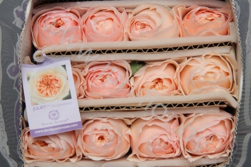 Садовая Роза Дэвида Остина Rose Dav Austin Juliet