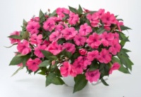 Бальзамин Новогвинейский Impatiens New Guinea Sun Harmony Deep Pink