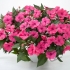 Бальзамин Новогвинейский Impatiens New Guinea Sun Harmony Deep Pink