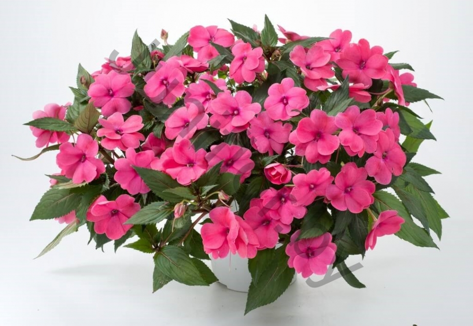 Бальзамин Новогвинейский Impatiens New Guinea Sun Harmony Deep Pink