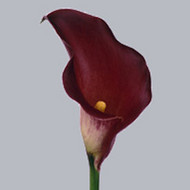 Калла Majestic Red