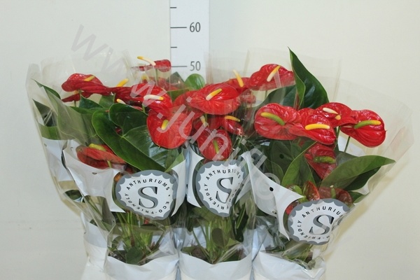 Антуриум Red Champion Антуриум Red Champion