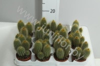 Кактус Cleistocactus
