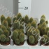 Кактус Cleistocactus Кактус Cleistocactus
