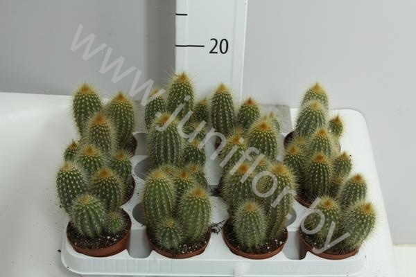 Кактус Cleistocactus