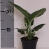 Диффенбахия Dieffenbachia Green Magic
