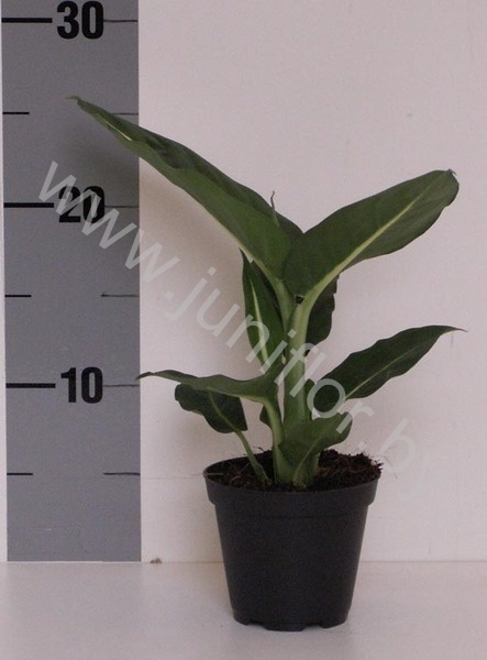 Диффенбахия Dieffenbachia Green Magic