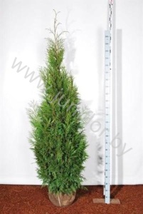 Туя Thuja Martin