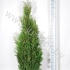 Туя Thuja Martin Туя Thuja Martin