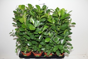 Фикус Ficus Moclame