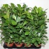 Фикус Ficus Moclame Фикус Ficus Moclame