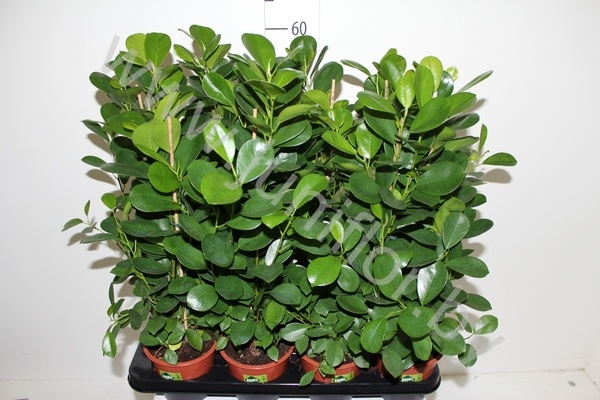 Фикус Ficus Moclame