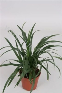 Лириопе Liriope Super Bleu