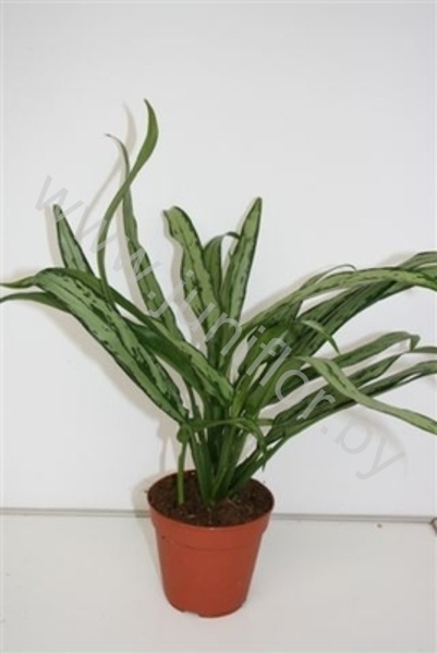 Аглаонема Aglaonema Cutlass