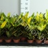 Кодиеум Codiaeum Sunny Star Кодиеум Codiaeum Sunny Star
