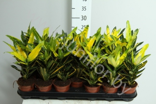 Кодиеум Codiaeum Sunny Star