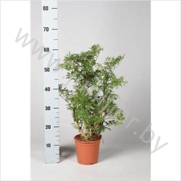 Полисциас Polyscias Ming Vertakt